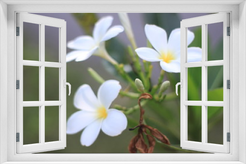 Fototapeta Naklejka Na Ścianę Okno 3D - close up  plumeria   flower