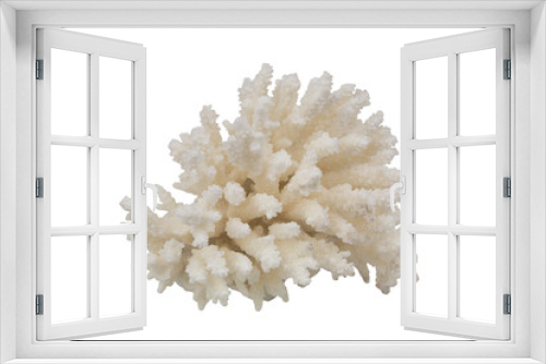 Fototapeta Naklejka Na Ścianę Okno 3D - Coral branch isolated on white background