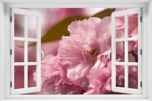 Fototapeta Naklejka Na Ścianę Okno 3D -  A branch of blooming sakura in spring, close-up