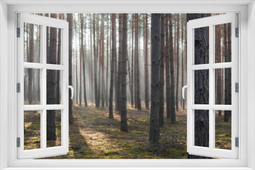 Fototapeta Naklejka Na Ścianę Okno 3D - Mglisty, listopadowy poranek w lesie.