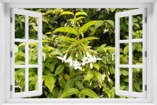 Fototapeta Naklejka Na Ścianę Okno 3D - White flowers of wrightia religiosa benth tree in the park.