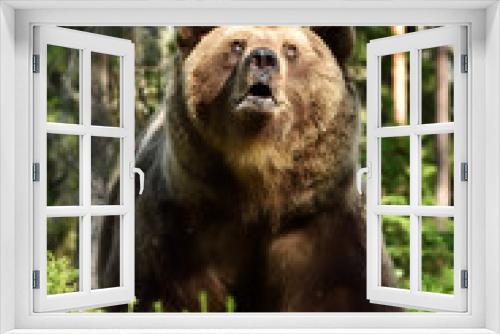 Fototapeta Naklejka Na Ścianę Okno 3D - brown bear looking up in forest at summer