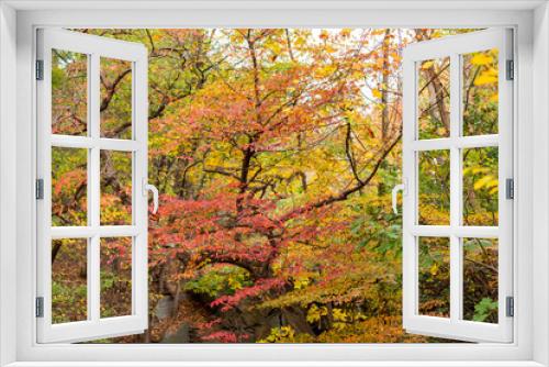 Fototapeta Naklejka Na Ścianę Okno 3D - Peak Foliage of trees taken in Central Park, NY