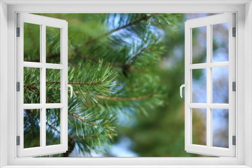Fototapeta Naklejka Na Ścianę Okno 3D - Big Christmas branch of pine in the forest