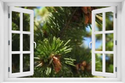 Fototapeta Naklejka Na Ścianę Okno 3D - TreeCloseUP