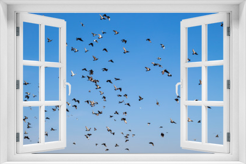 Fototapeta Naklejka Na Ścianę Okno 3D - group of flying pigeon against beautiful sky
