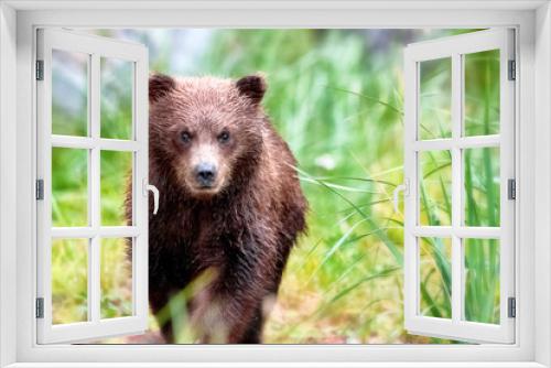 Fototapeta Naklejka Na Ścianę Okno 3D - Spring bear cub walking through the grass
