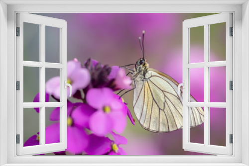 Fototapeta Naklejka Na Ścianę Okno 3D - Beautiful Black-Veined White butterfly (Aporia crataegi), on pink flower. White butterfly. Blurry green and pink background. Precious white butterfly in Summer garden.
