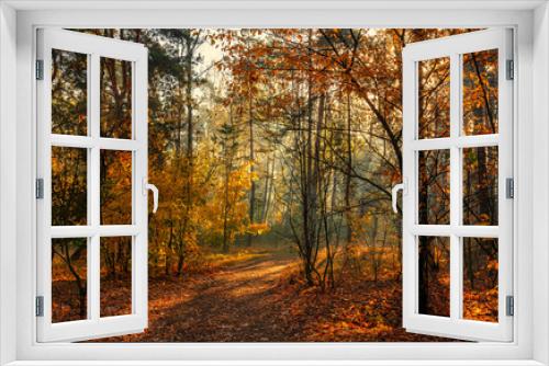 Fototapeta Naklejka Na Ścianę Okno 3D - Forest. Autumn. A pleasant walk through the forest, dressed in an autumn outfit. The sun plays on the branches of trees and permeates the entire forest with its rays. Light fog makes the picture a lit