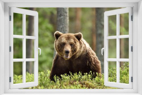 Fototapeta Naklejka Na Ścianę Okno 3D - serious looking male brown bear in forest