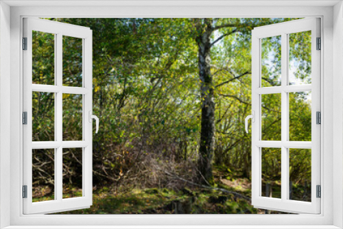 Fototapeta Naklejka Na Ścianę Okno 3D - prise de vue panoramique en forêt, Auvergne, Puy de Dome.