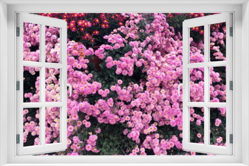 Fototapeta Naklejka Na Ścianę Okno 3D - Pink Chrysanthemum flower in the garden background