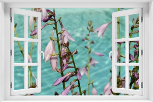Fototapeta Naklejka Na Ścianę Okno 3D - Purple hosta by water