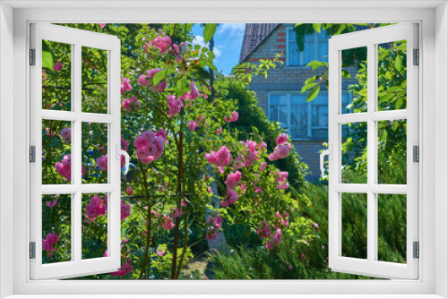 Fototapeta Naklejka Na Ścianę Okno 3D - Pink red rose flowers in a summer garden on a sunny day