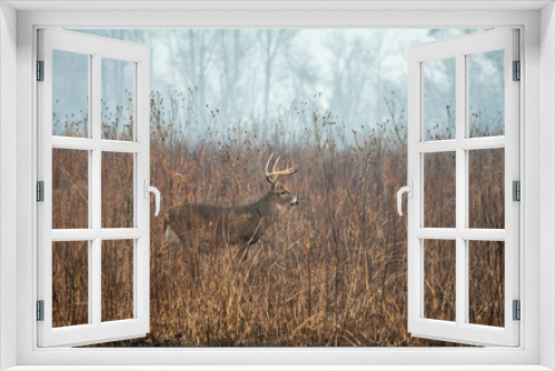 Fototapeta Naklejka Na Ścianę Okno 3D - Large whitetailed deer buck