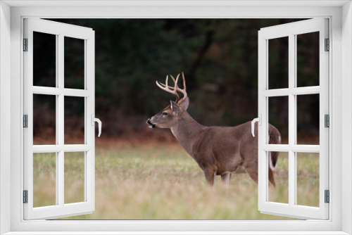 Fototapeta Naklejka Na Ścianę Okno 3D - Large whitetailed deer buck
