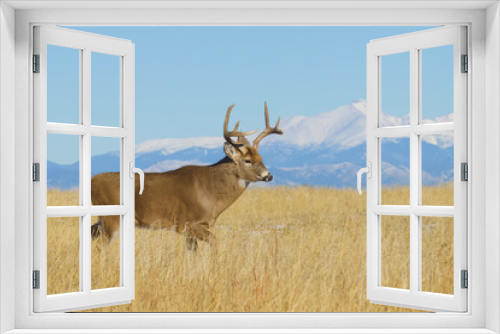 Fototapeta Naklejka Na Ścianę Okno 3D - Whitetail Deer - an environmental portrait of a buck against a backdrop of the Rocky Mountains (not photoshopped)