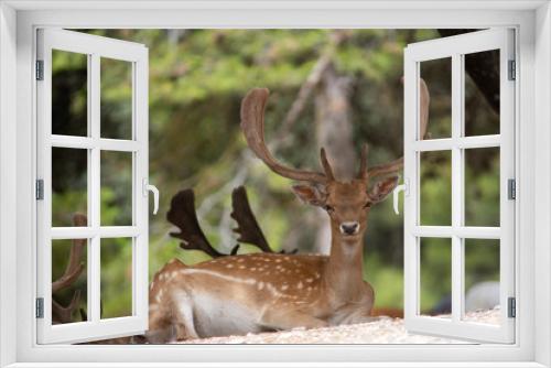 Fototapeta Naklejka Na Ścianę Okno 3D - Deer in Aitana Safari park in Alicante, Comunidad Valenciana, Spain.