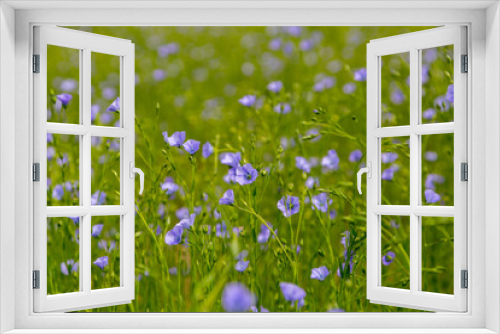 Fototapeta Naklejka Na Ścianę Okno 3D - Blooming flax field 