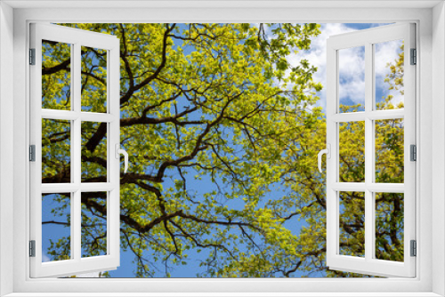 Fototapeta Naklejka Na Ścianę Okno 3D - Tree branches against the blue sky. Green leaf.