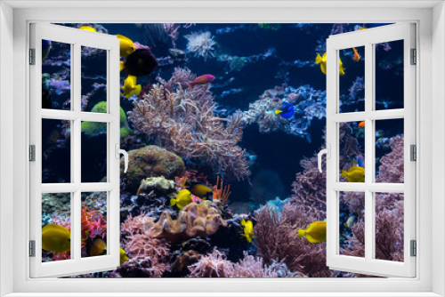 Fototapeta Naklejka Na Ścianę Okno 3D - beautiful underwater world with  tropical fish