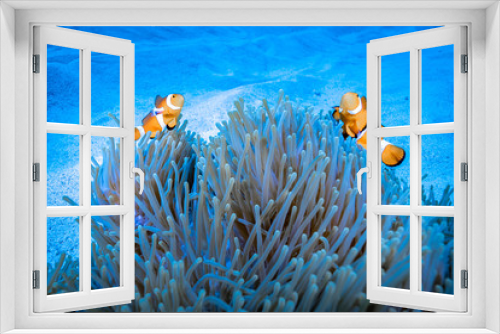 Fototapeta Naklejka Na Ścianę Okno 3D - クマノミ
