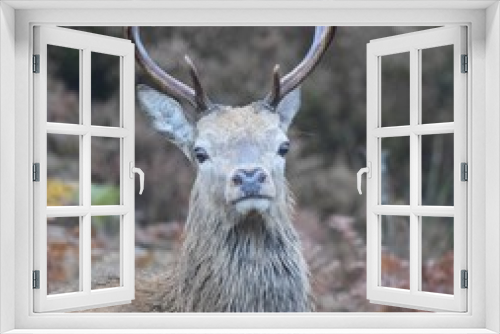 Fototapeta Naklejka Na Ścianę Okno 3D - red deer stag