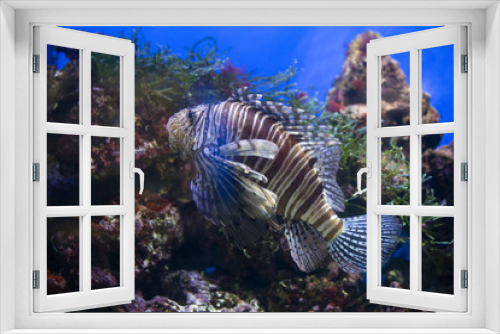 Fototapeta Naklejka Na Ścianę Okno 3D - Lionfish (dendrochirus zebra), fish in an aquarium