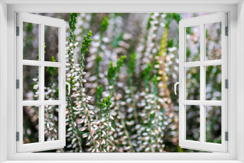 Fototapeta Naklejka Na Ścianę Okno 3D - Calluna flowers in a garden