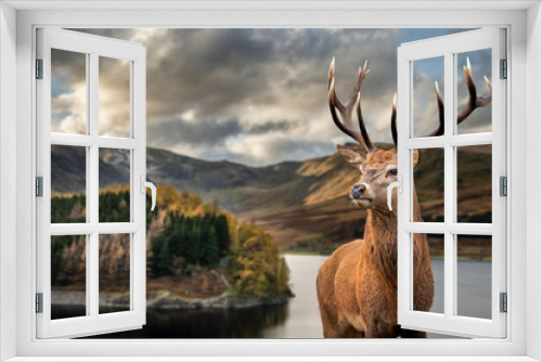 Fototapeta Naklejka Na Ścianę Okno 3D - Majestic Autumn Fall landscape of Hawes Water with red deer stag Cervus Elpahus in foreground