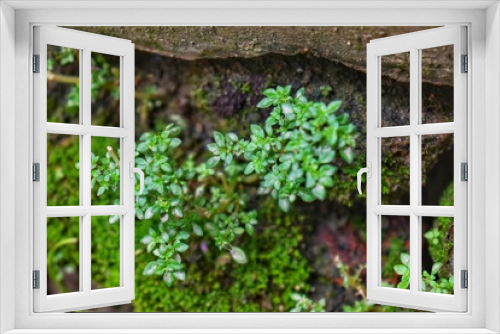 Fototapeta Naklejka Na Ścianę Okno 3D - Little plant