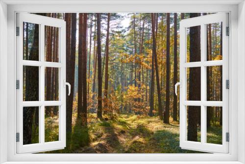 Fototapeta Naklejka Na Ścianę Okno 3D - Autumn forest nature. Vivid morning in colorful forest