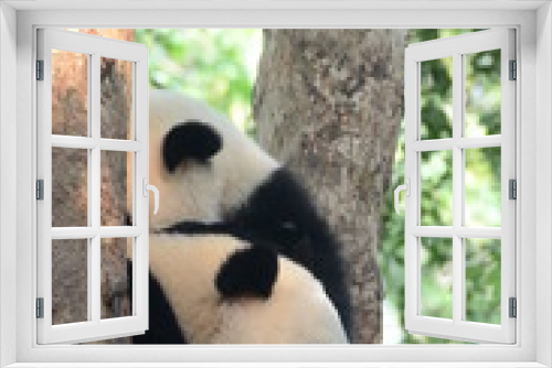 Fototapeta Naklejka Na Ścianę Okno 3D - Coppia di panda gigante