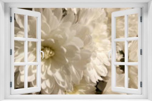 Fototapeta Naklejka Na Ścianę Okno 3D - White chrysanthemums at the cottage in autumn under the sun