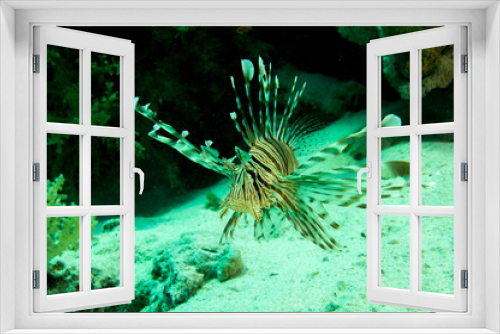 Fototapeta Naklejka Na Ścianę Okno 3D - Rotfeuerfisch