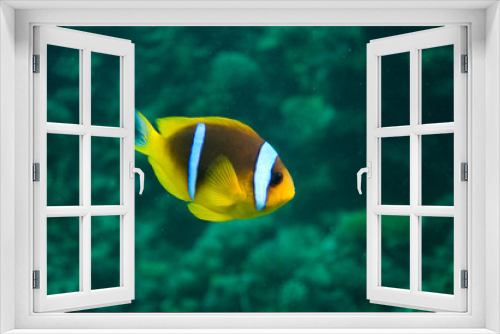 Fototapeta Naklejka Na Ścianę Okno 3D - Anemonenfisch