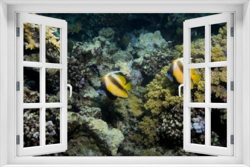 Fototapeta Naklejka Na Ścianę Okno 3D - Fahnenfalterfische