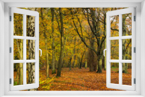 Fototapeta Naklejka Na Ścianę Okno 3D - Autumn Woodland Landscape view. Gosforth. North East England. UK. 