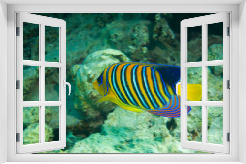 Fototapeta Naklejka Na Ścianę Okno 3D - Kaiserfisch