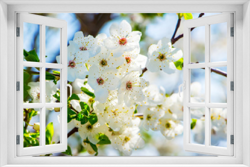 Fototapeta Naklejka Na Ścianę Okno 3D - Cherry branch with white flowers in sunny weather_