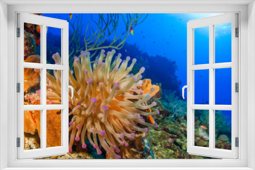 Fototapeta Naklejka Na Ścianę Okno 3D - A beautiful sea anemone that has been shot on the reef against the backdrop of the tropical blue ocean. This warm water habitat is home to a divers range of creatures like this