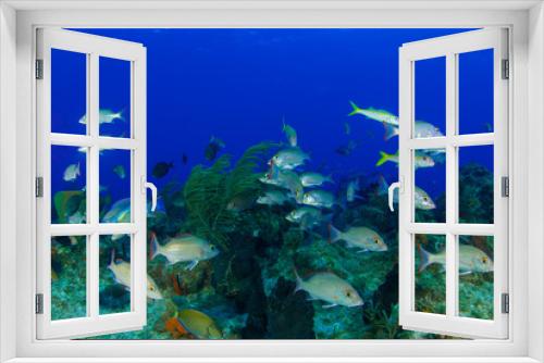 Fototapeta Naklejka Na Ścianę Okno 3D - A scene from a tropical Caribbean reef showing an abundance of fish swimming around healthy coral structure. 