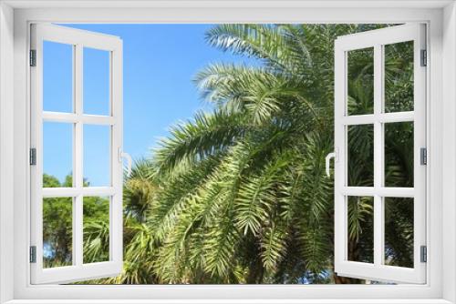 Fototapeta Naklejka Na Ścianę Okno 3D - Palm trees on blue sky background in Florida zoological garden 