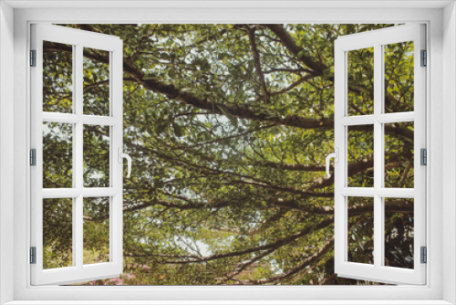 Fototapeta Naklejka Na Ścianę Okno 3D - Shade long tree branches