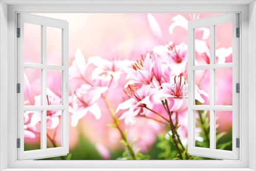Fototapeta Naklejka Na Ścianę Okno 3D - Summer blossoming delicate pink lilies, blooming lilium flowers festive background, shallow DOF, selective focus