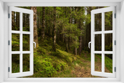 Fototapeta Naklejka Na Ścianę Okno 3D - The Forest Trail