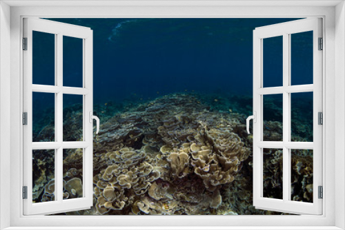 Fototapeta Naklejka Na Ścianę Okno 3D - A lot of hard corals in clear blue ocean. Underwater world of Bali.