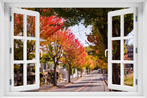 Fototapeta Naklejka Na Ścianę Okno 3D - 秋・紅葉する街路樹と坂道