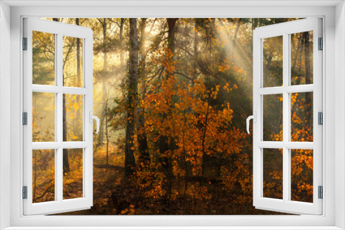 Fototapeta Naklejka Na Ścianę Okno 3D - Forest. Autumn. A pleasant walk through the forest, dressed in an autumn outfit. The sun plays on the branches of trees and penetrates the entire forest with rays. Light fog makes the picture a little