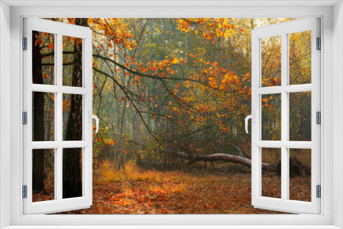 Fototapeta Naklejka Na Ścianę Okno 3D - Forest. Autumn. A pleasant walk through the forest, dressed in an autumn outfit. The sun plays on the branches of trees and penetrates the entire forest with rays. Light fog makes the picture a little